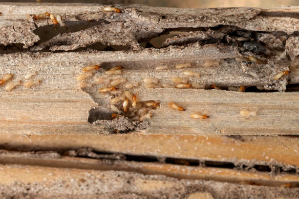 Reliable Fort Dick, CA Pest Control Solutions